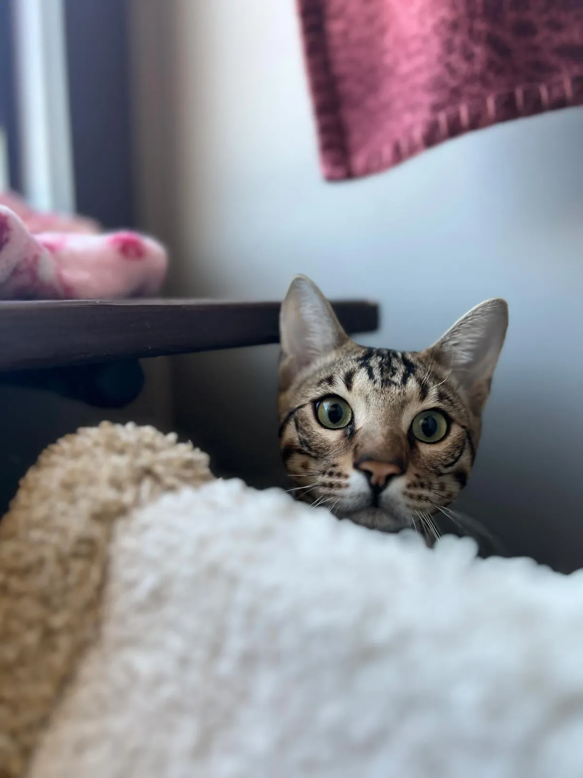 A cat resting comfortably at Alley Cats Hotel